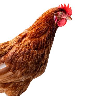 Poultry Products